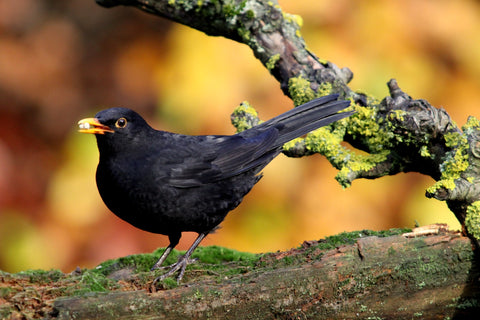 blackbird with seed in beak