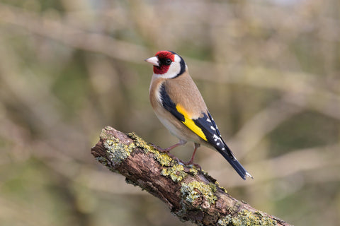 goldfinch perched on a branch
