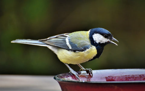 great tit garden bird, feeding from a bowl