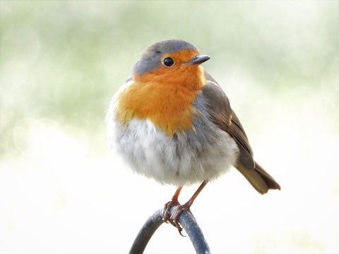 robin perched on fence