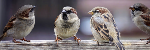 family of sparrows perching on a piece of wood in the garden