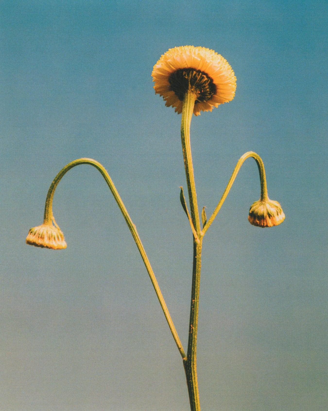 yellow craspedia flower