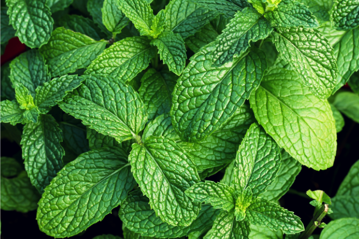 Herbs & Spices - Mint - Be Still Real, Fine Organics