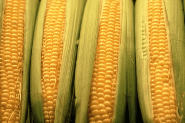 Why Sweet Corn? Part 1 - History - Be Still Farms- Real, Fine Organics