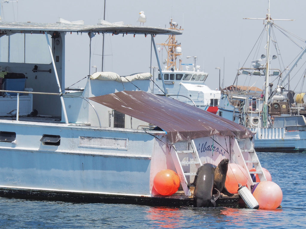 Sea lion on transom