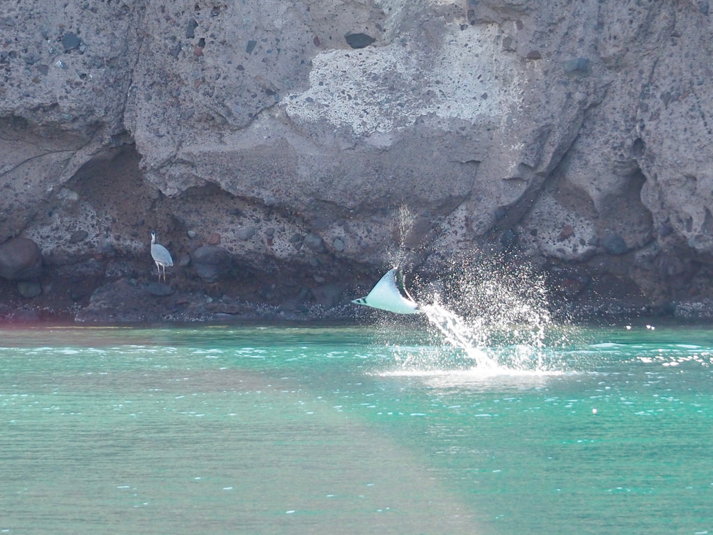 Mobula ray leaping