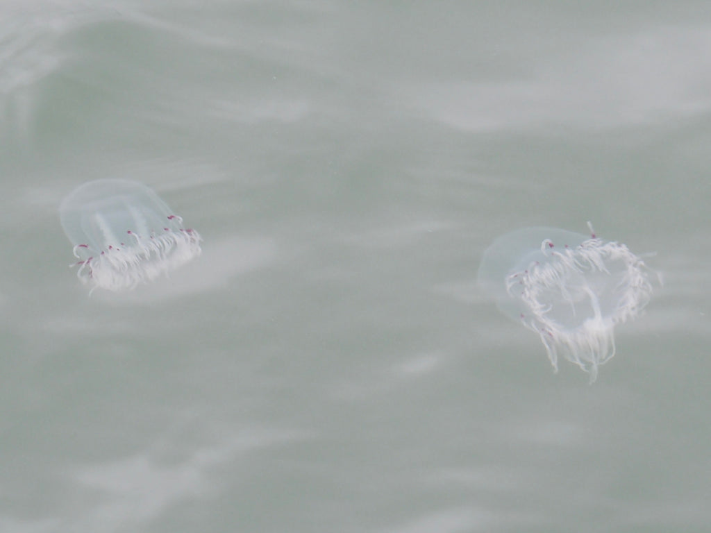 Moon jellies