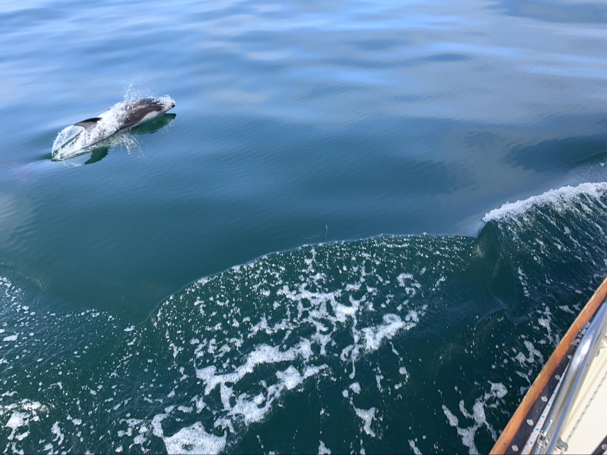 Dolphins off the bow