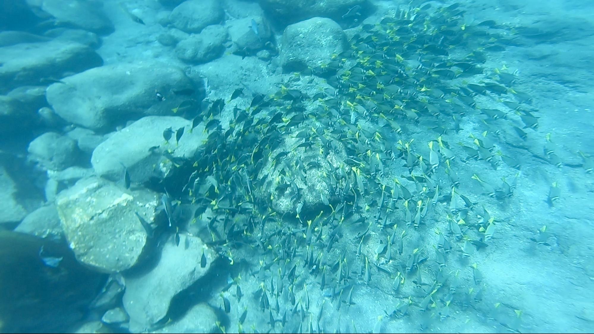 School of fish