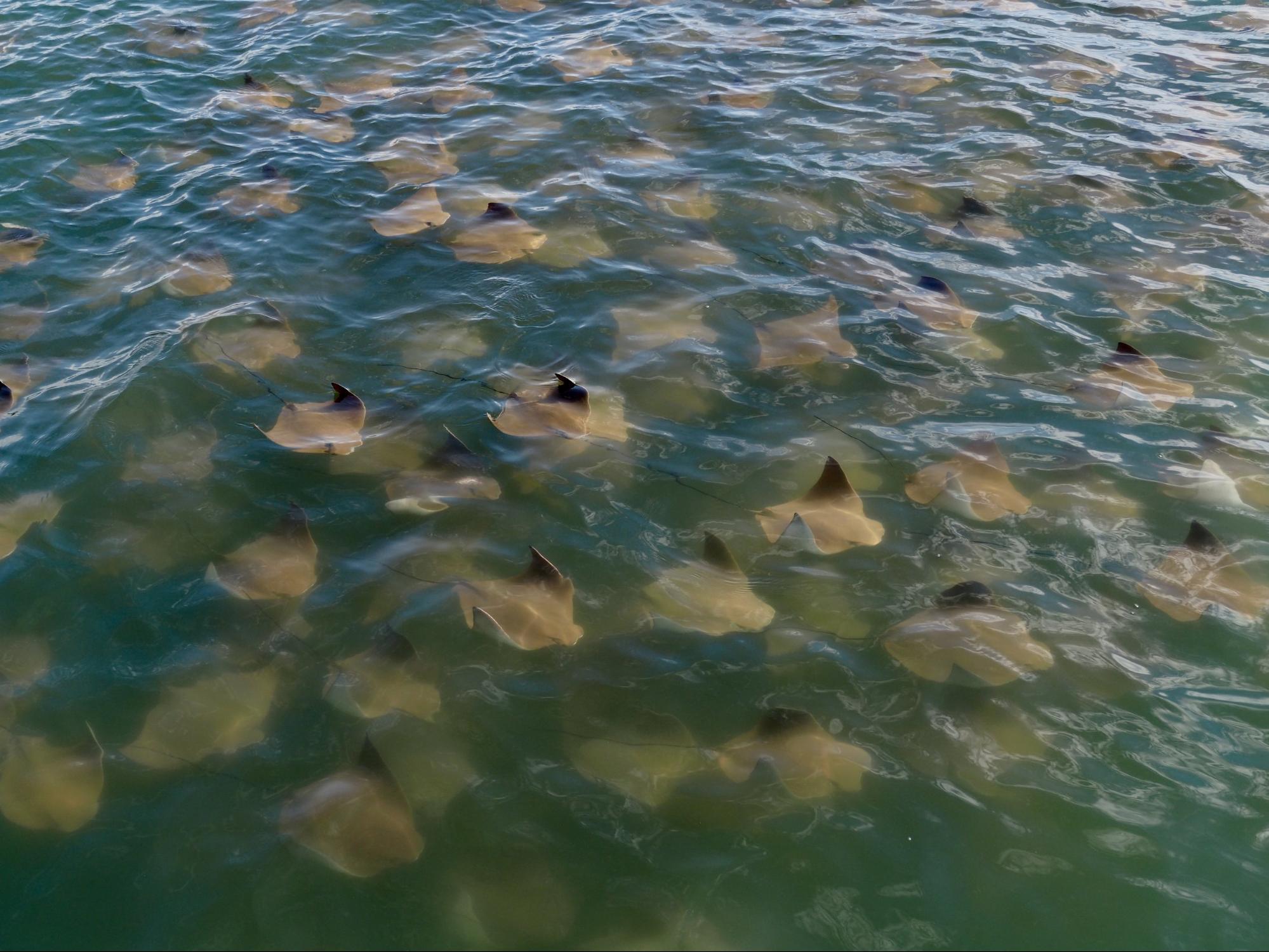 Many cow nosed rays