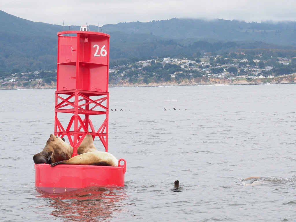 Sea lions on a buoy
