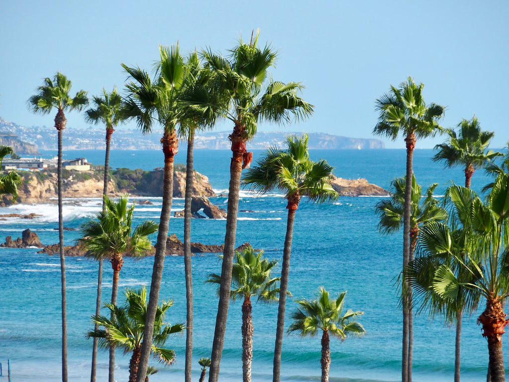 Palm trees and ocean