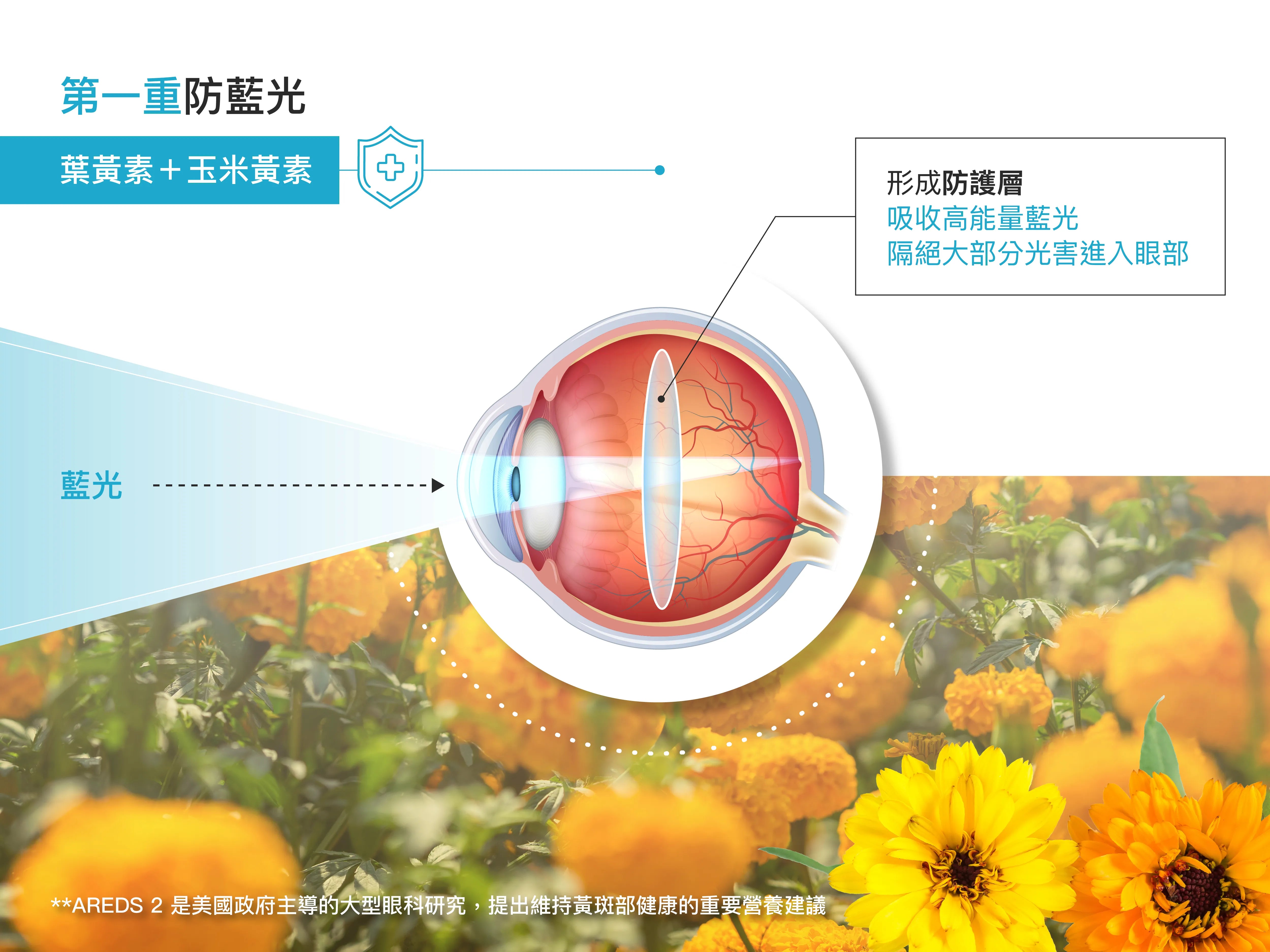 維特朗口服膠囊第一種功效說明