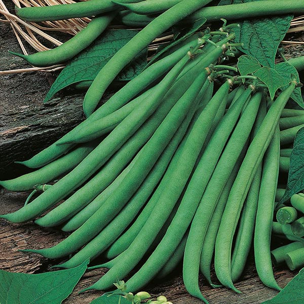 Dwarf Bean Ferrari Seeds