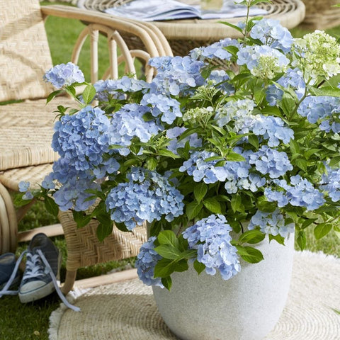 Hydrangea French Bolero