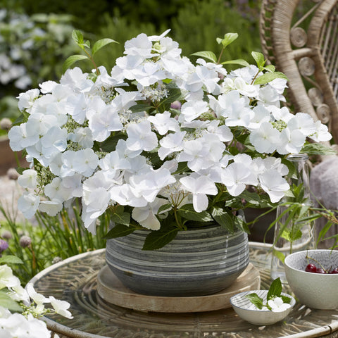 Hydrangea Runaway Bride