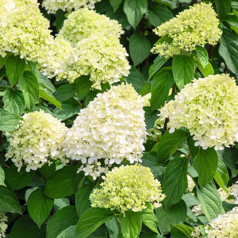 Hydrangea Limelight