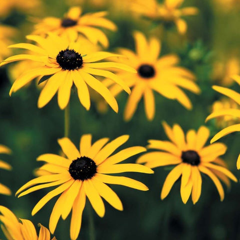 Perennial Rudbeckia fulgida Goldsturm from Mr Fothergill's