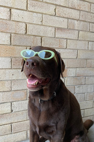 Otto wearing cool sunnies
