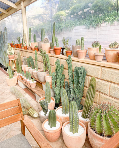 Cacti Business Adelaide South Australia @ellery.store