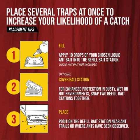 ant traps placement tips
