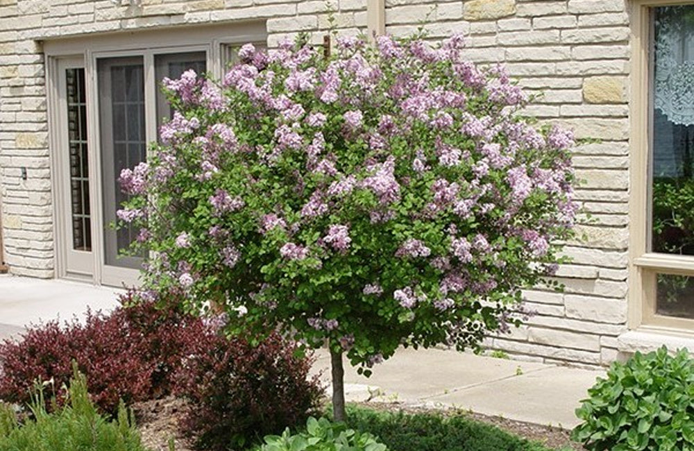 Lilac, Dwarf Korean TREE 2"