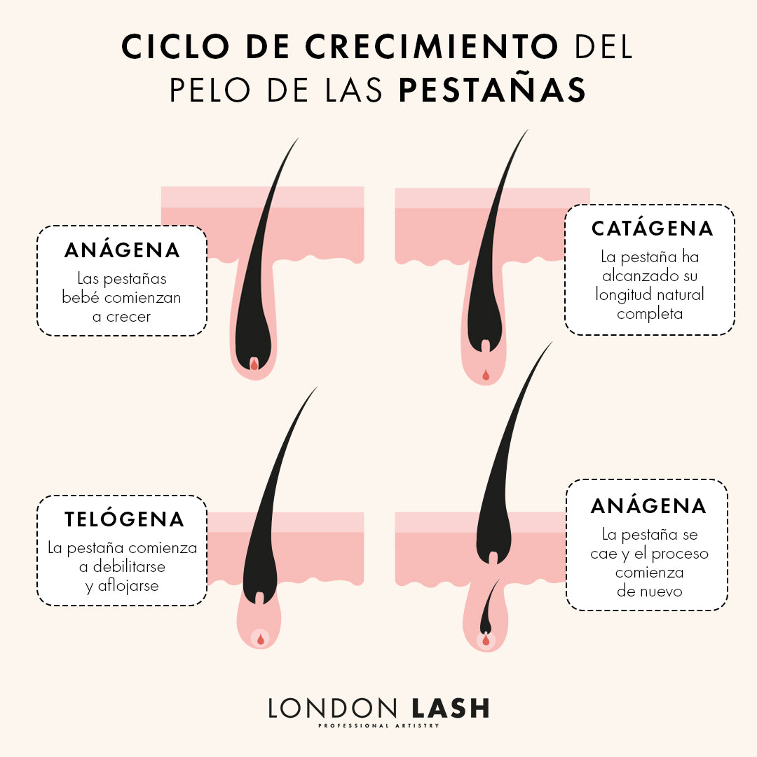 Ciclo de crecimiento del pelo de las pestañas | London Lash España