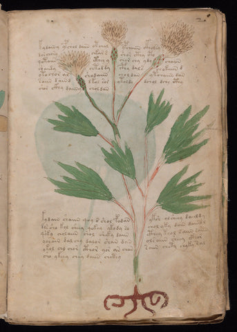 Voynich manuscript, Wikipedia Commons