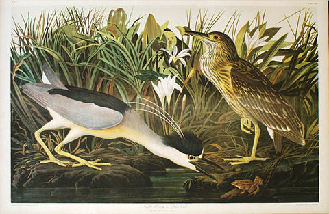 Birds of America by John James Audubon