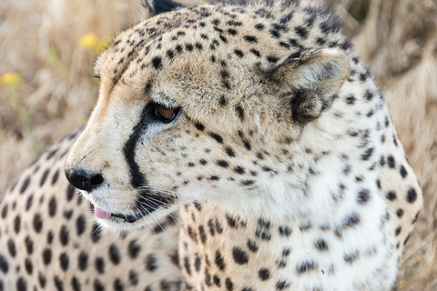 A Closeup Image of a Cheetah Foregrounding a Similar Camel Background as Its Fur Coat