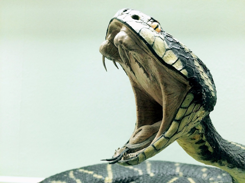 A Cobra with Its Mouth Wide Open, Revealing Its Venom Source