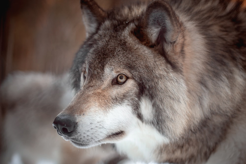 Closeup of a Gray Wolf in the Canadian Northern Rockies
