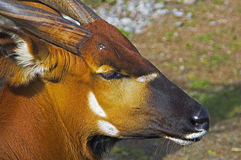 Closeup of the Bongo Antelope, Native to Kenya’s Mau