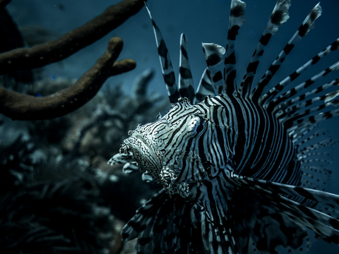 An Invasive Lionfish Species Caught on a Coral Reef