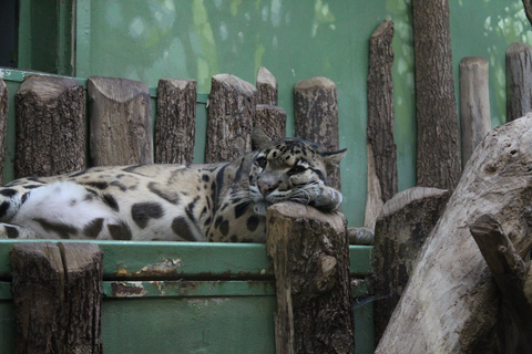 A Clouded Leopard Lounging Inside a Zoo