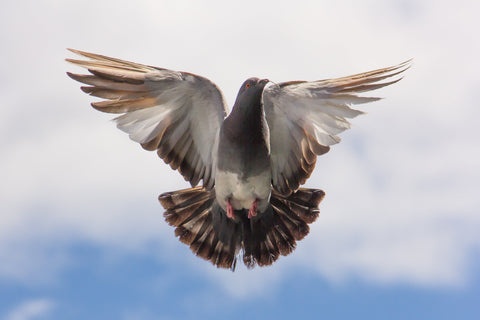 Passenger Pigeon in flight