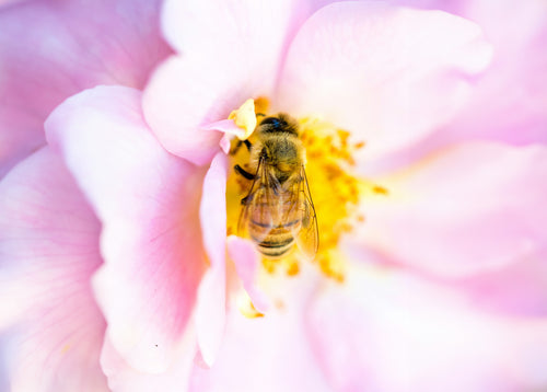 bees-mellody.jpg__PID:734d8c9e-a6cf-48a6-94ba-9e8d3830b7b2