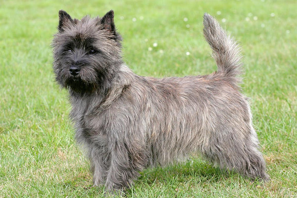 Cairn Terrier