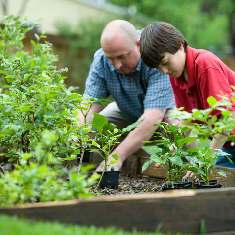 Grandpa and his grandson growing vegetables in the backyard garden