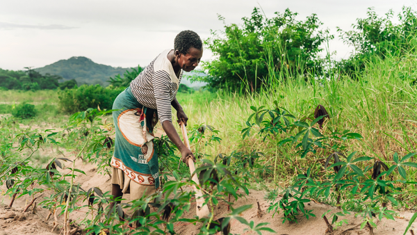 African woman digging and planting trees