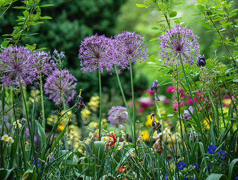 A variety of grasses and flowers by Erda Estremera