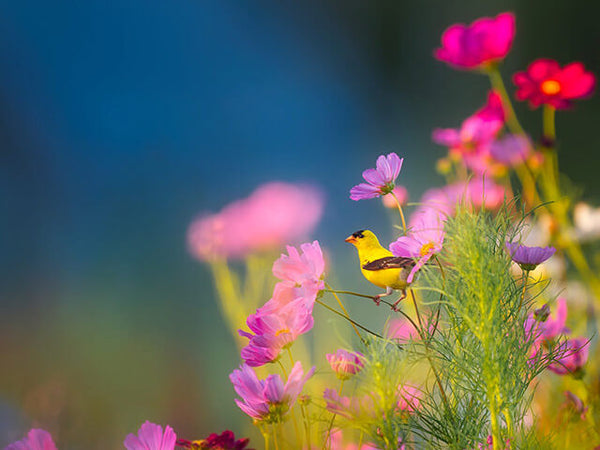 Pink flowers with a yellow gold finch