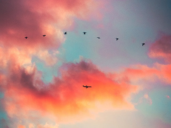 Silhouette of birds and a passenger jet against beautiful pink and yellow clouds