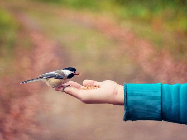 Small chickadee eating seed out of a hand