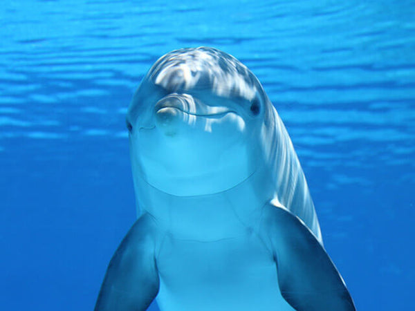 A dolphin posing underwater