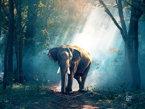 A majestic elephant posing along a sunlit forest path