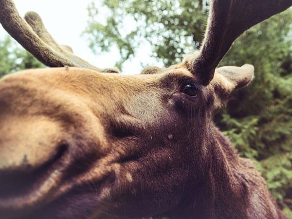 Close up of a bull moose