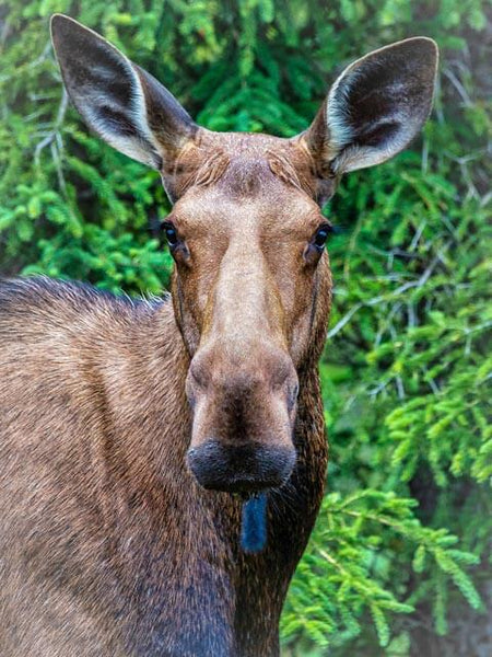 Closeup of a moose cow with her ears perked and looking at the viewer