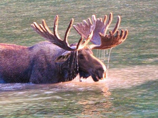 A big bull moose observed by Jeanne Warren