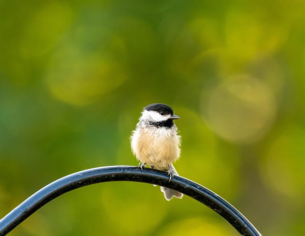 Chickadee on metalwork